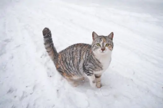 A cute tabby cat enjoys a snowy day outdoors, captured in winter chill.